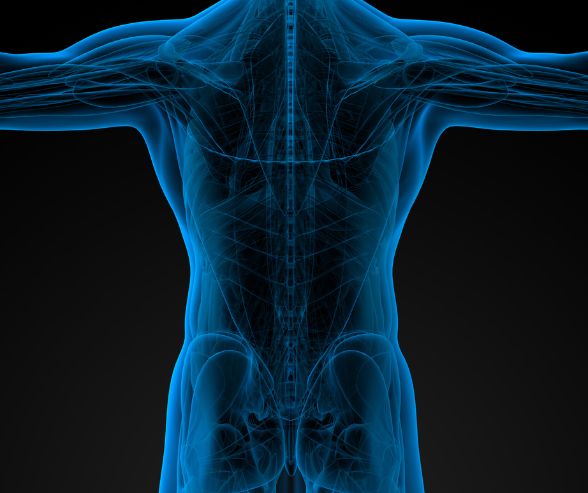 筋肉反射テスト